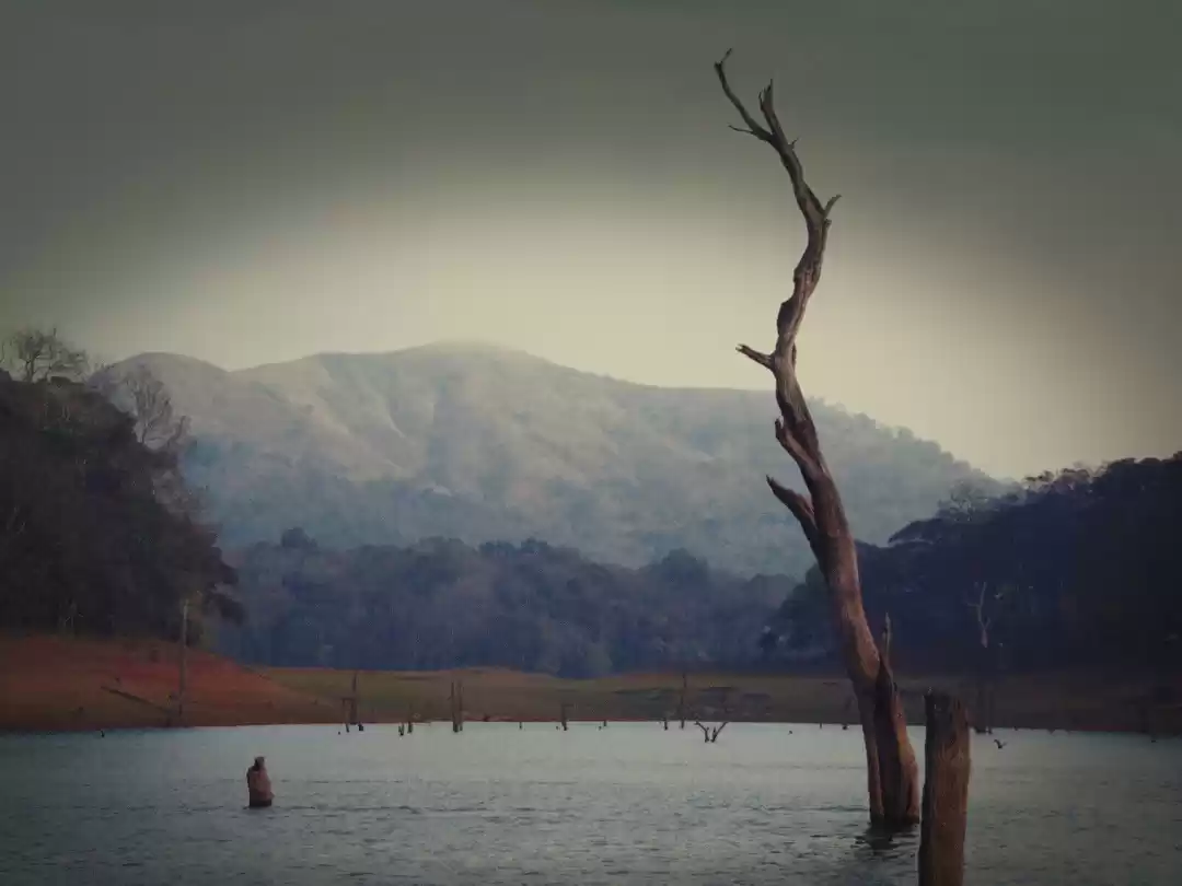 Photo of Thekaddy : Upclose W