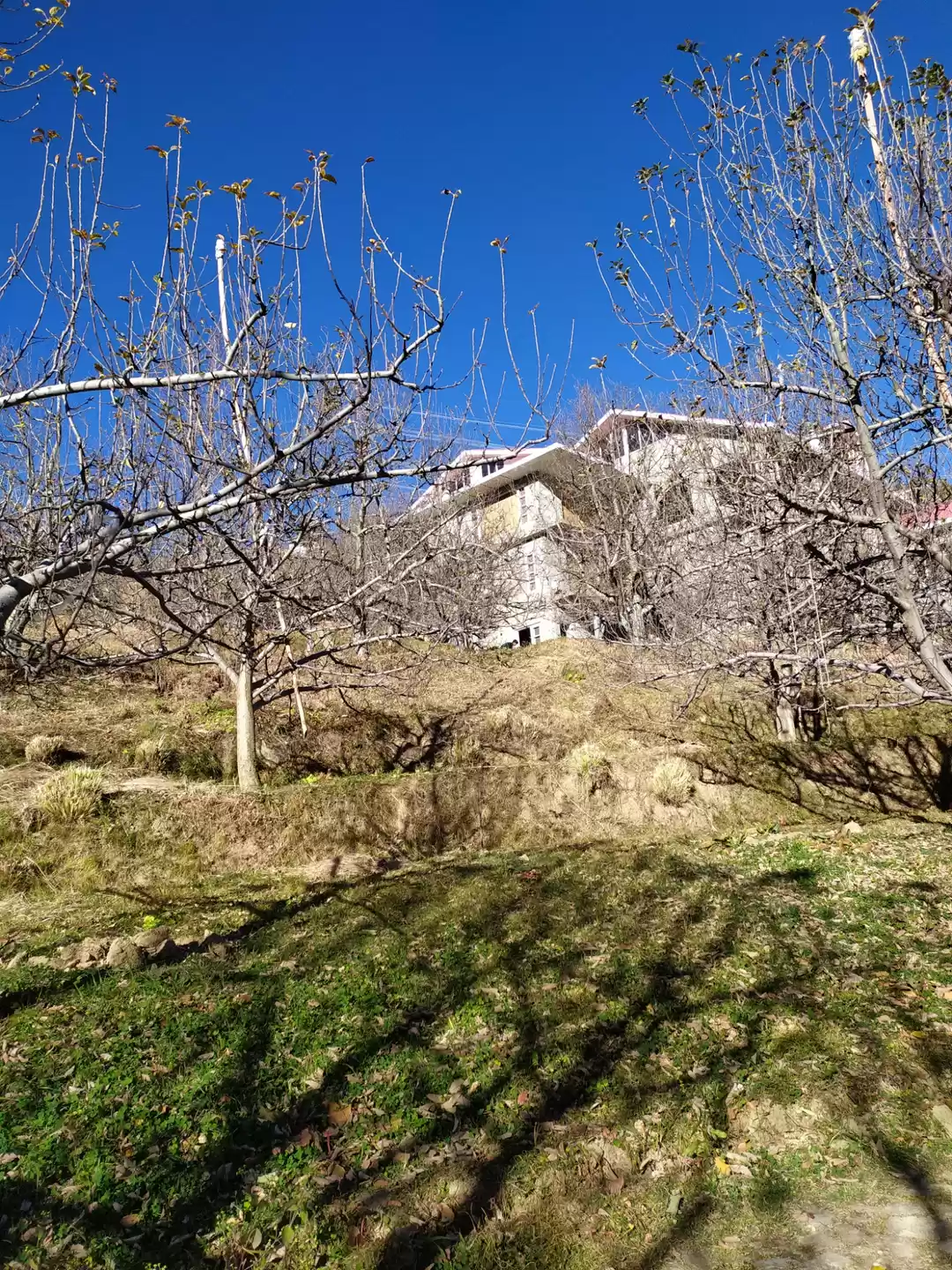 Photo of Apple orchards aroun