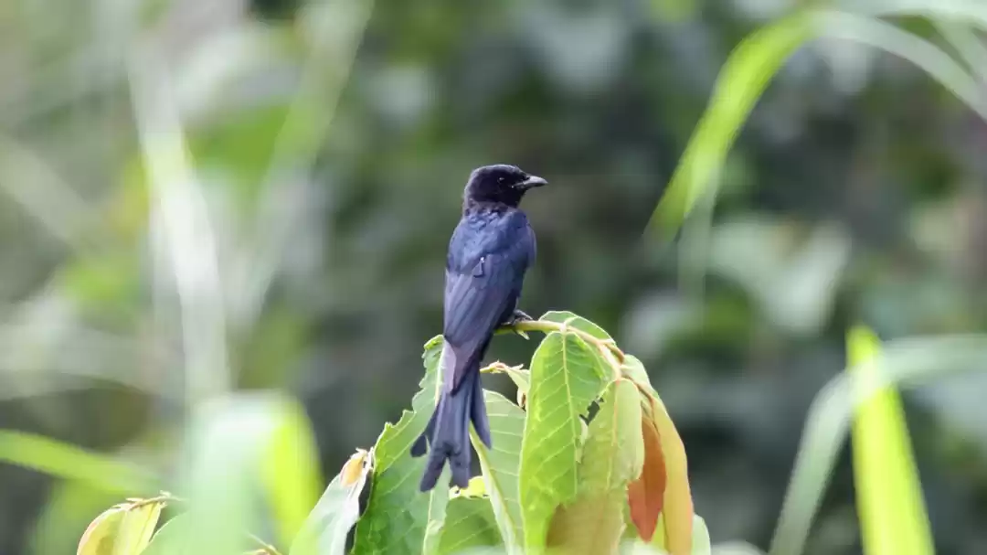 Photo of Trek to Neelkanteshw