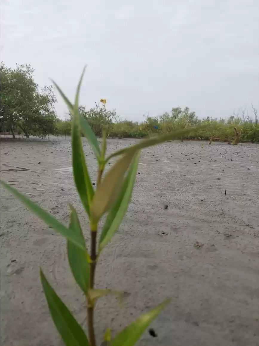 Photo of Mousuni Island -offb