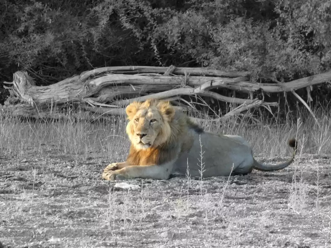 Photo of Chilling Lion