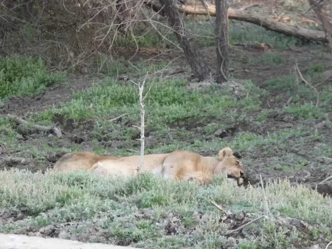 Photo of Relaxing Lioness 