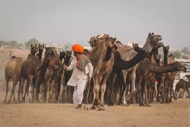 Photo of Pushkar Mela: Not fo