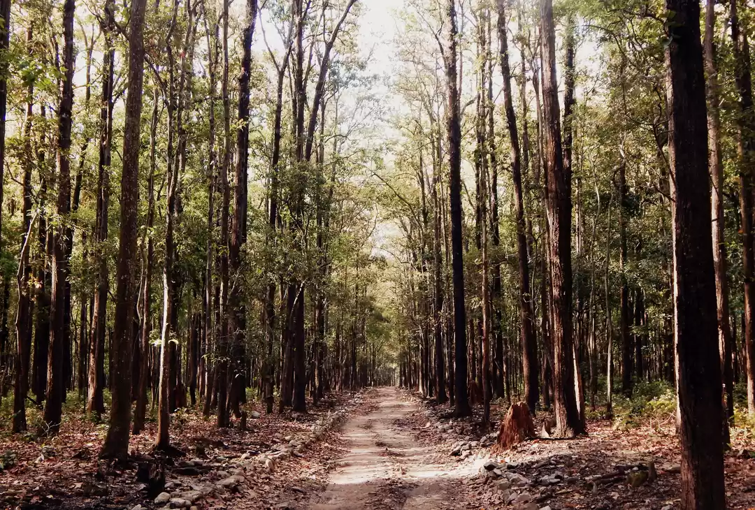 Photo of Jim Corbett National