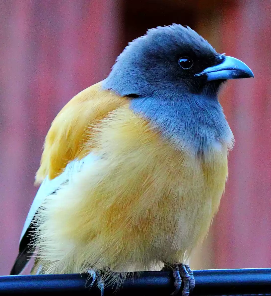 Photo of Ranthambore, Rajasth