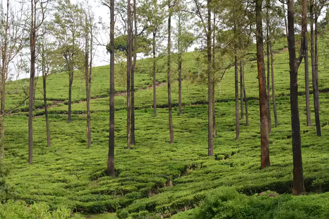 Photo of Ooty - Queen of Nilg