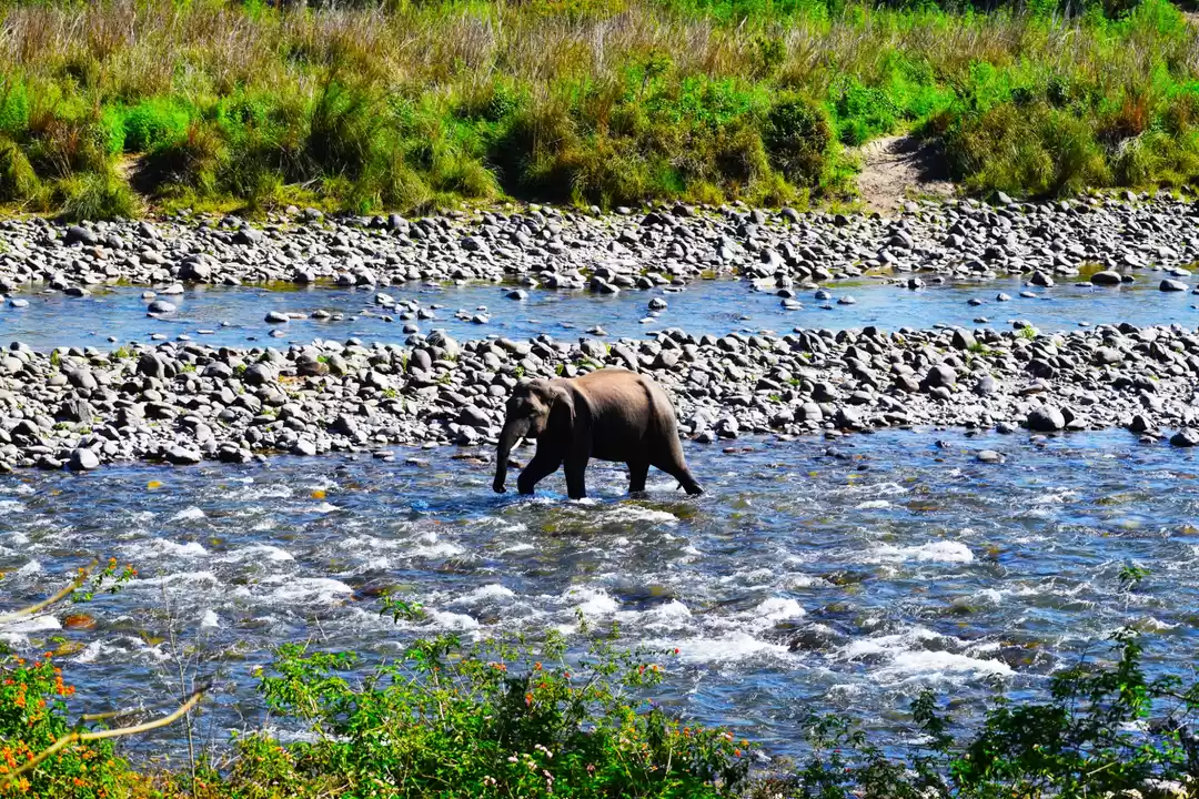 Photo of A Wild Safari