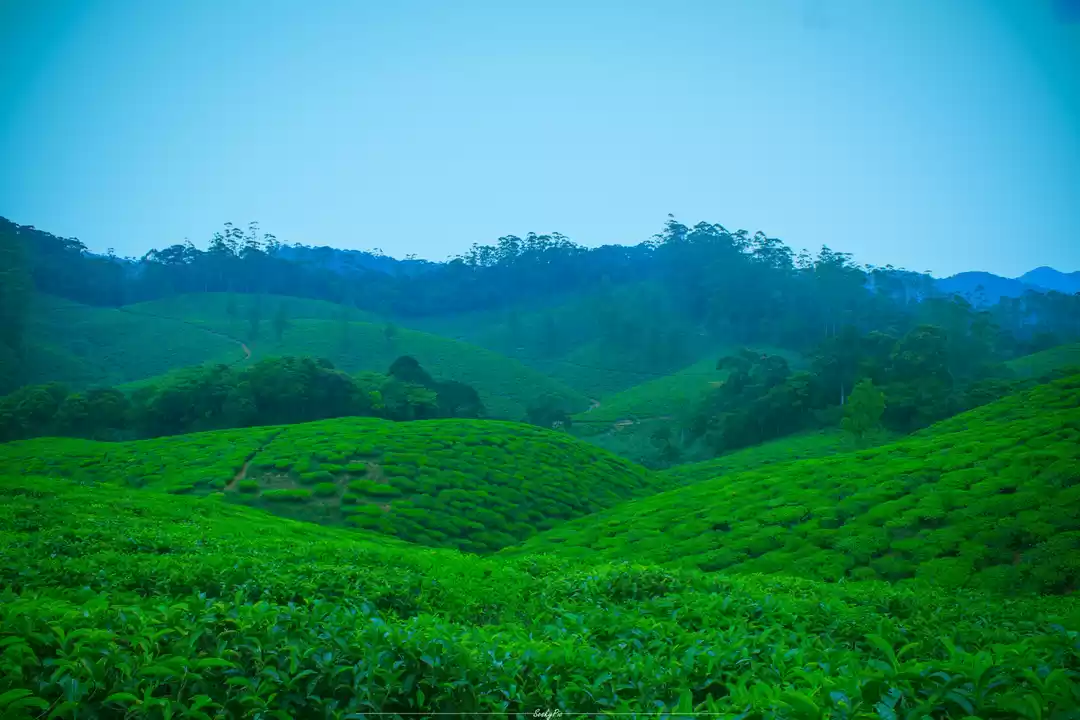 Photo of Tantalizing Manjolai
