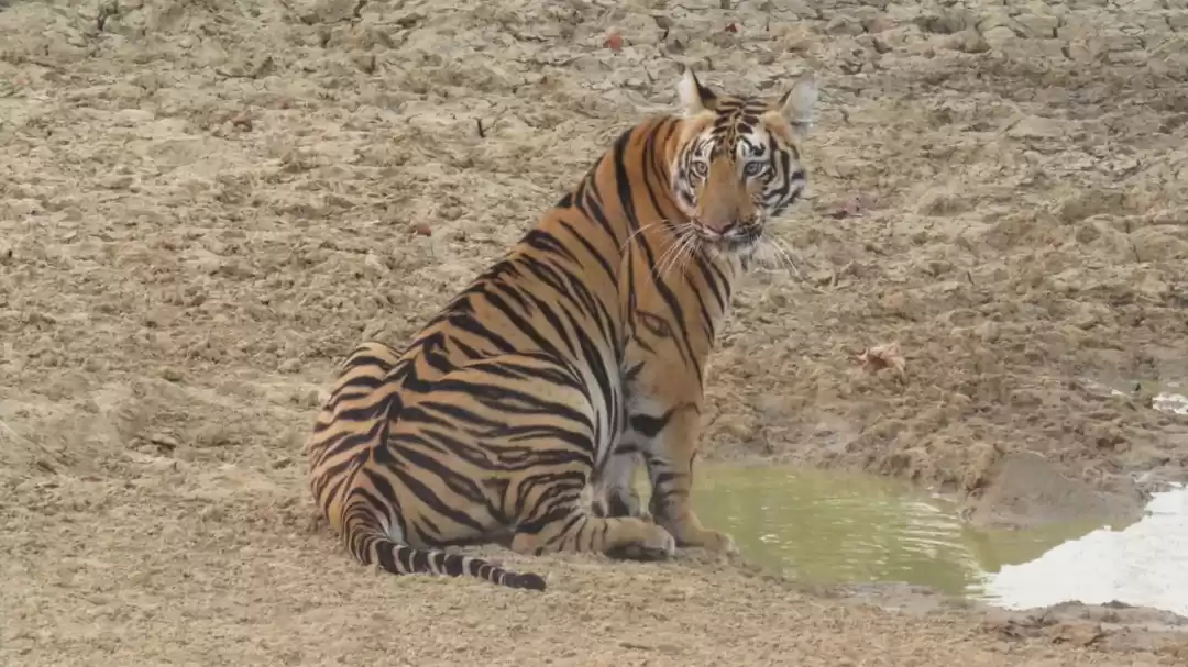 Photo of TADOBA : Wildlife Ex
