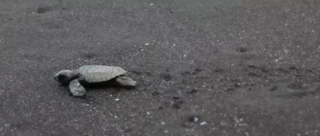 Photo of Velas Turtle Festiva
