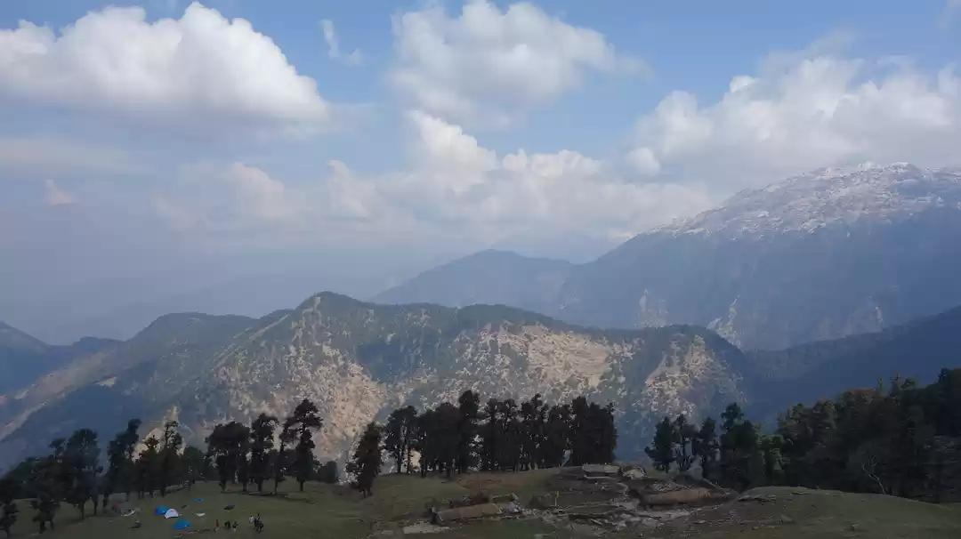 Photo of Chopta-Rhododendron 