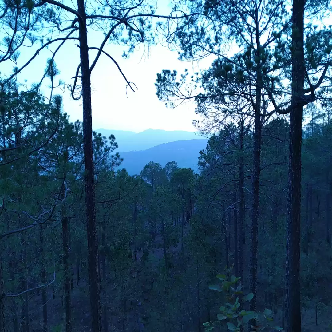 Photo of Lost in the woods