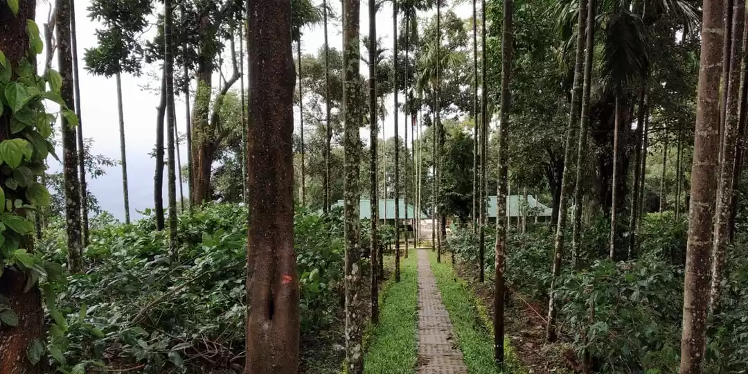 Photo of Nelliyampathy hill s