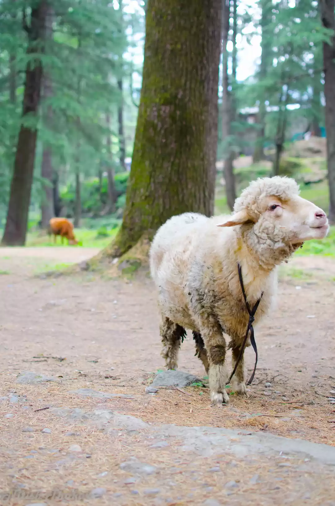 Photo of Why you ride? A solo