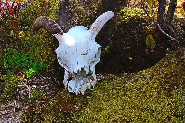 Photo of Tungnath: The highes