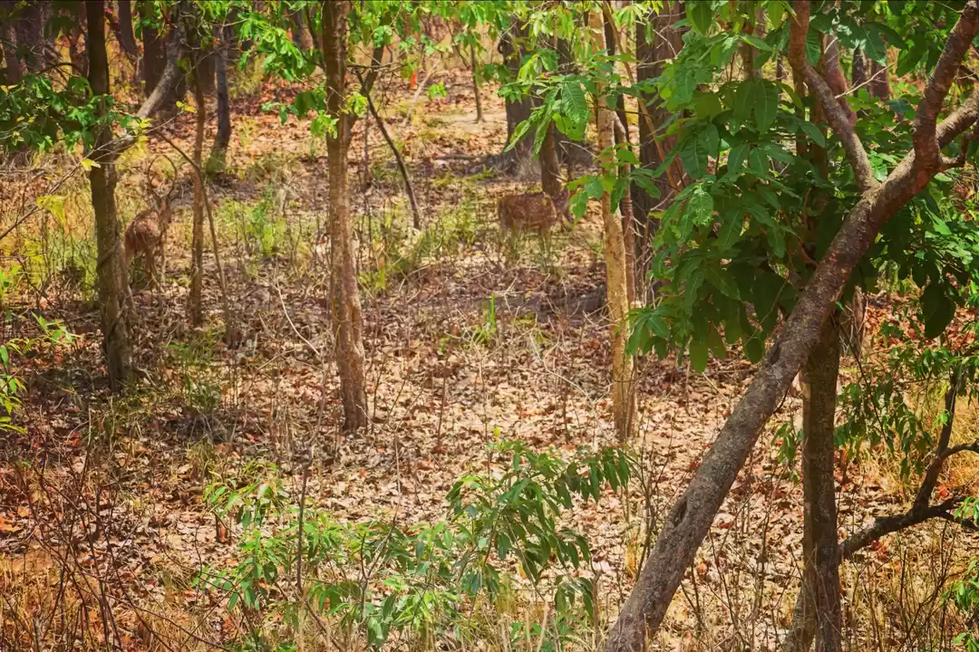 Photo of Explore wildlife in 