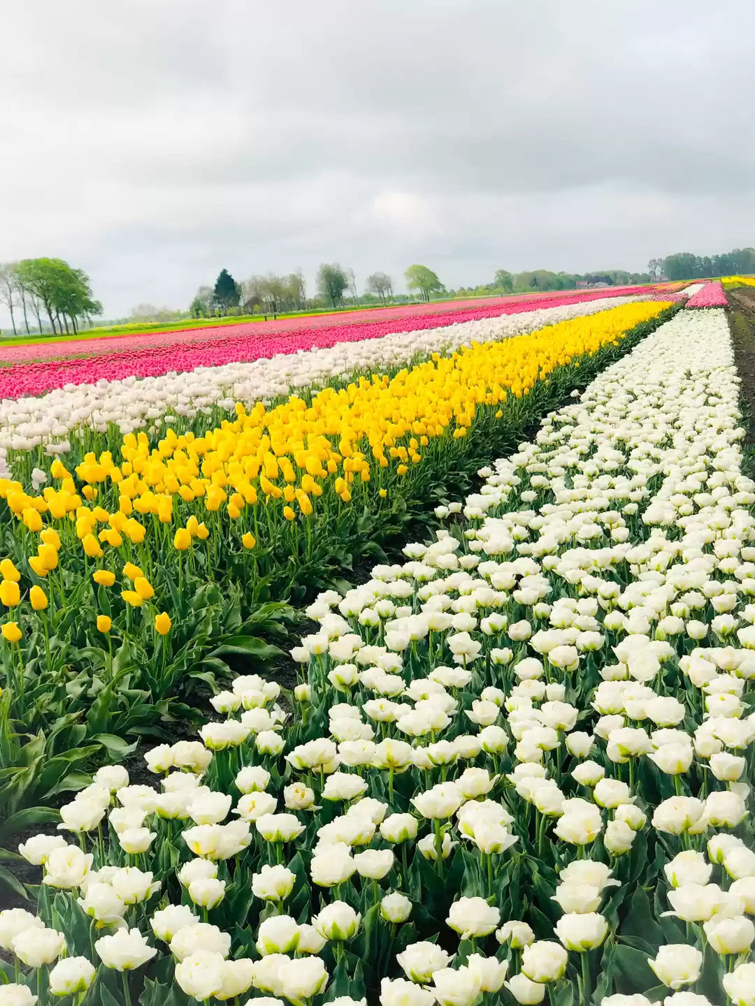 Photo of Amster-DAMN, you're 