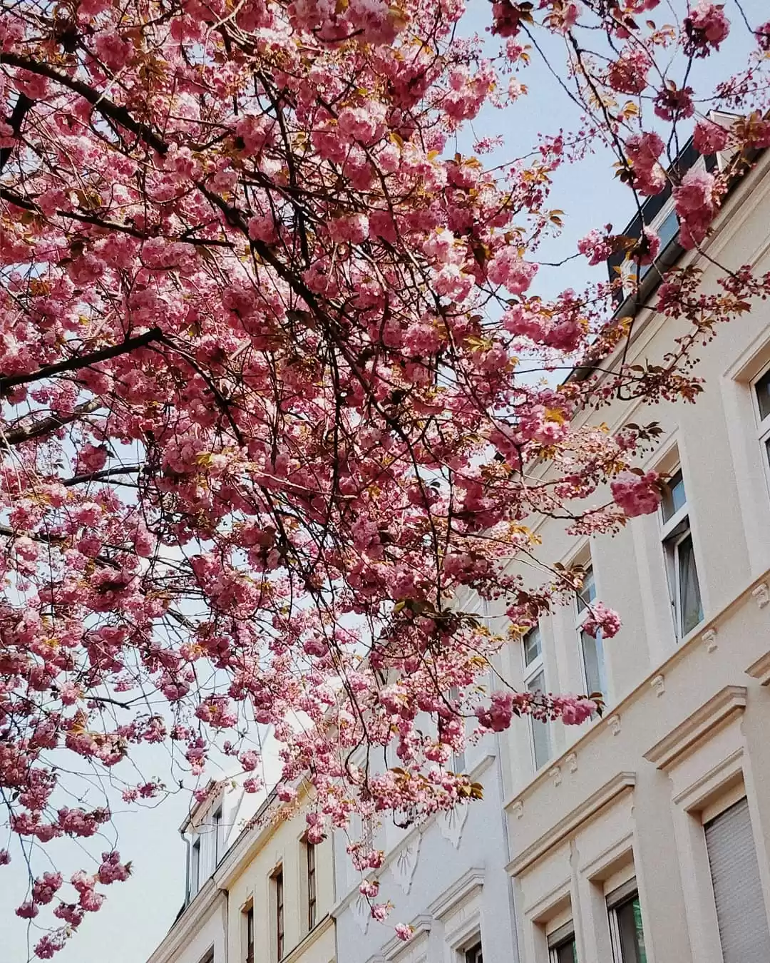 Photo of An abundance of pink