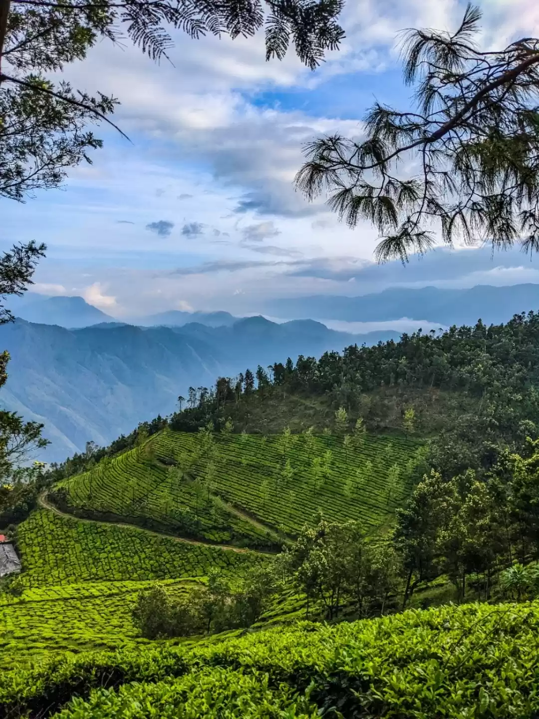 Photo of Kolukkumalai View Po