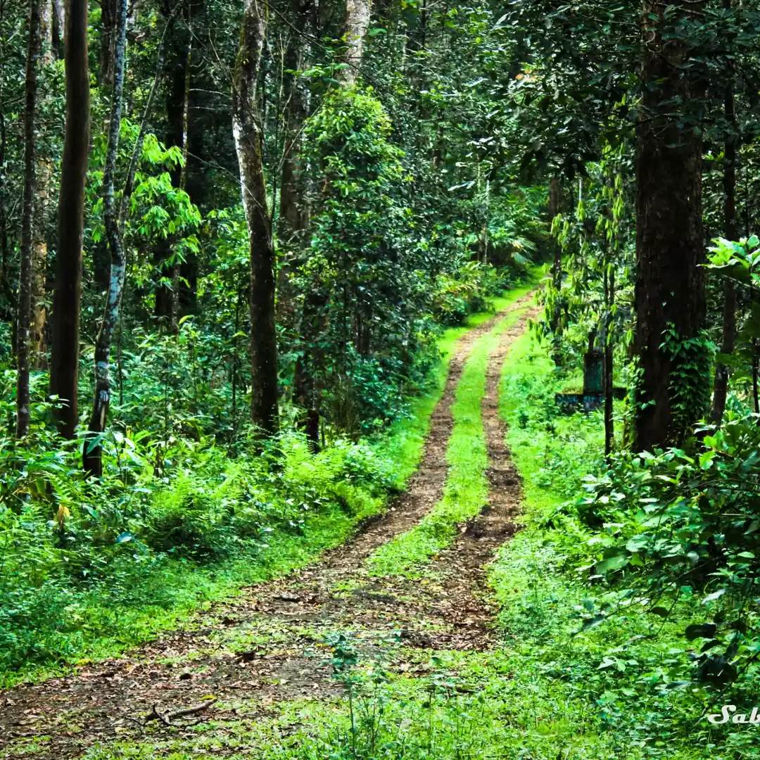 Photo of Nelliyampathy