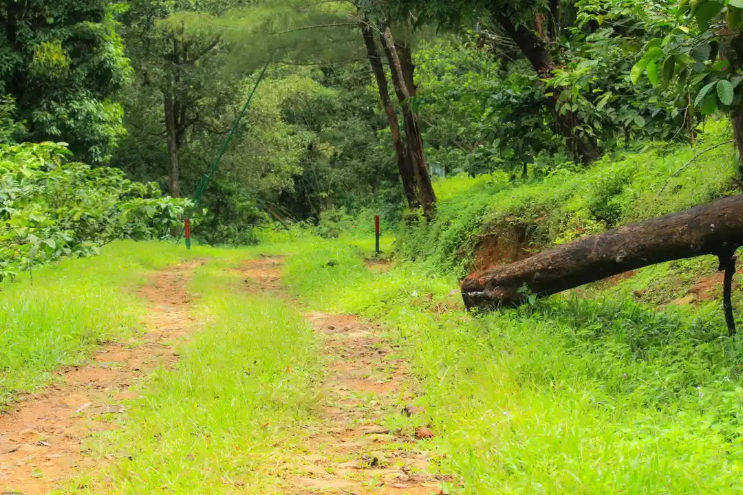 Photo of Pakuthipalam forest 