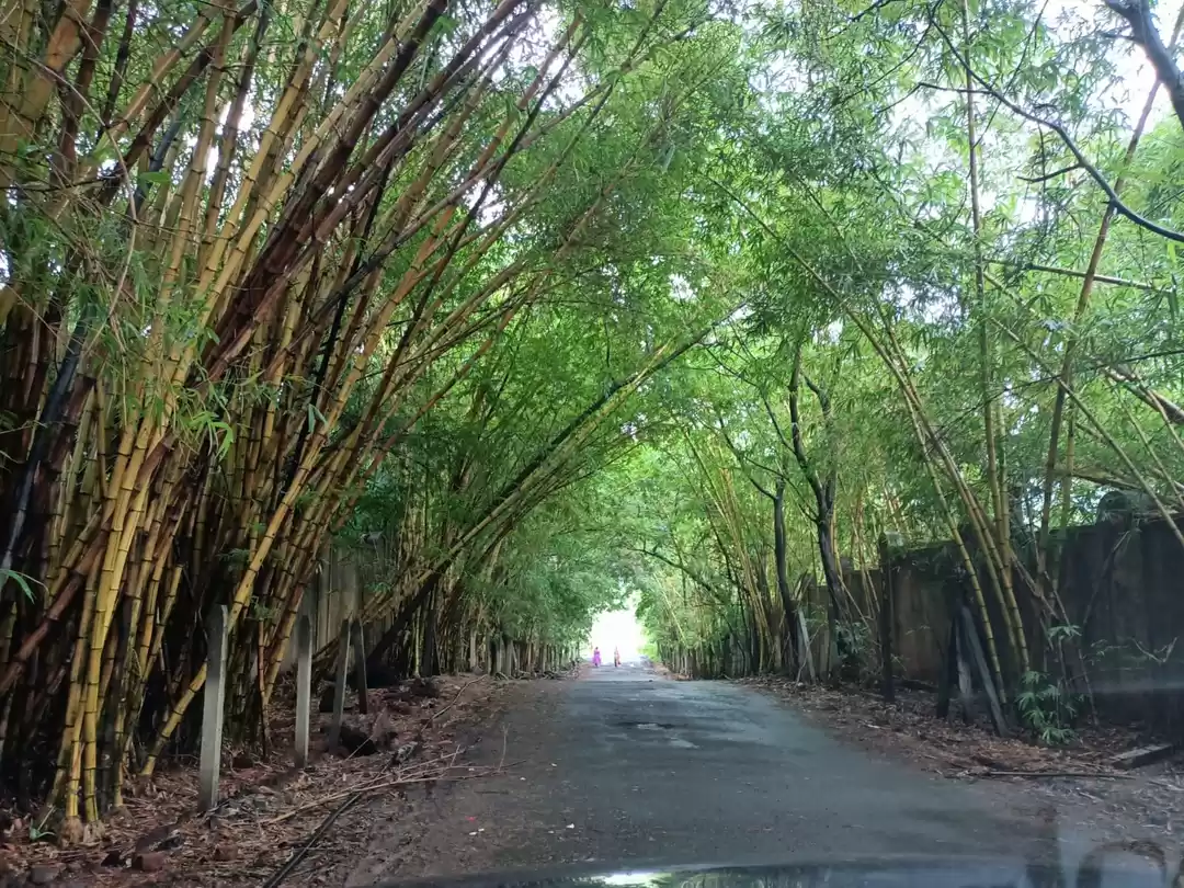 Photo of Bhilvale dam - bambo