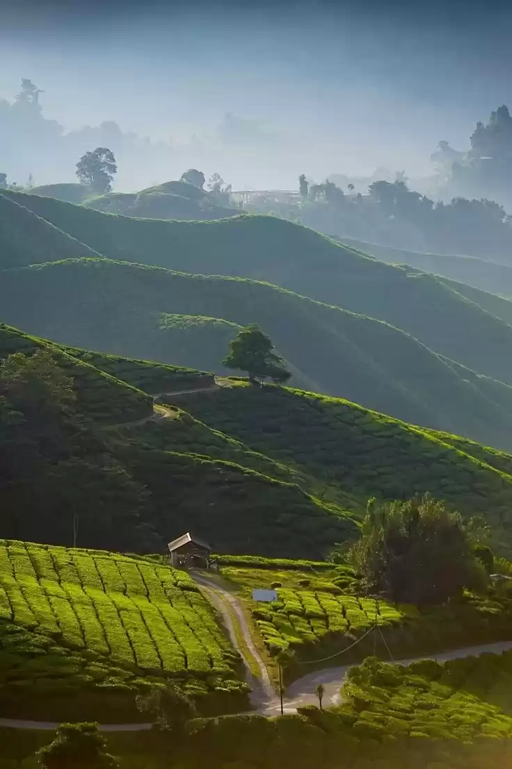 Photo of Drajeeling-Sikkim to