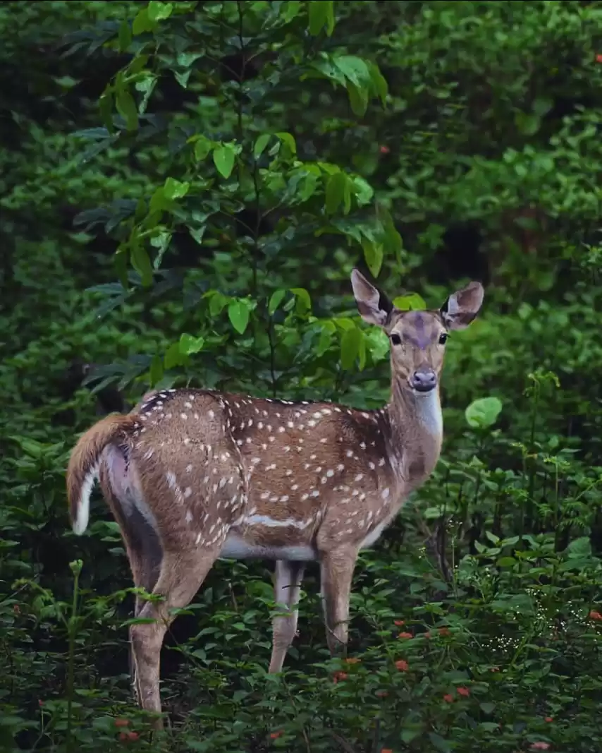 Photo of Spotted Deer