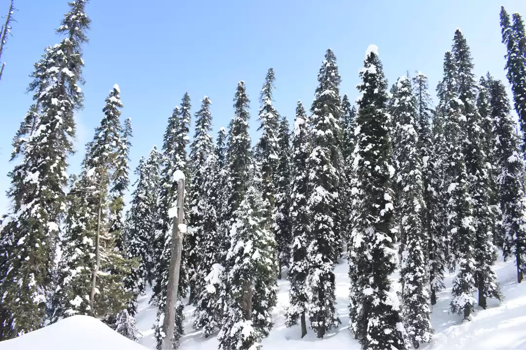 Photo of A Trip To Paradise-K