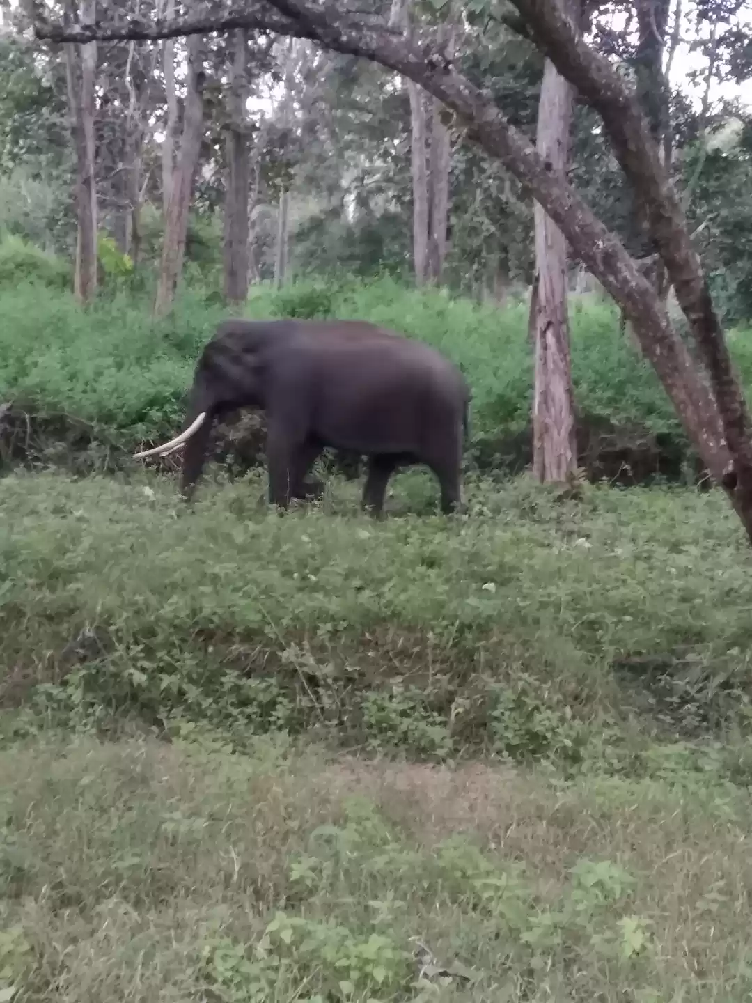 Photo of Nagarhole National P