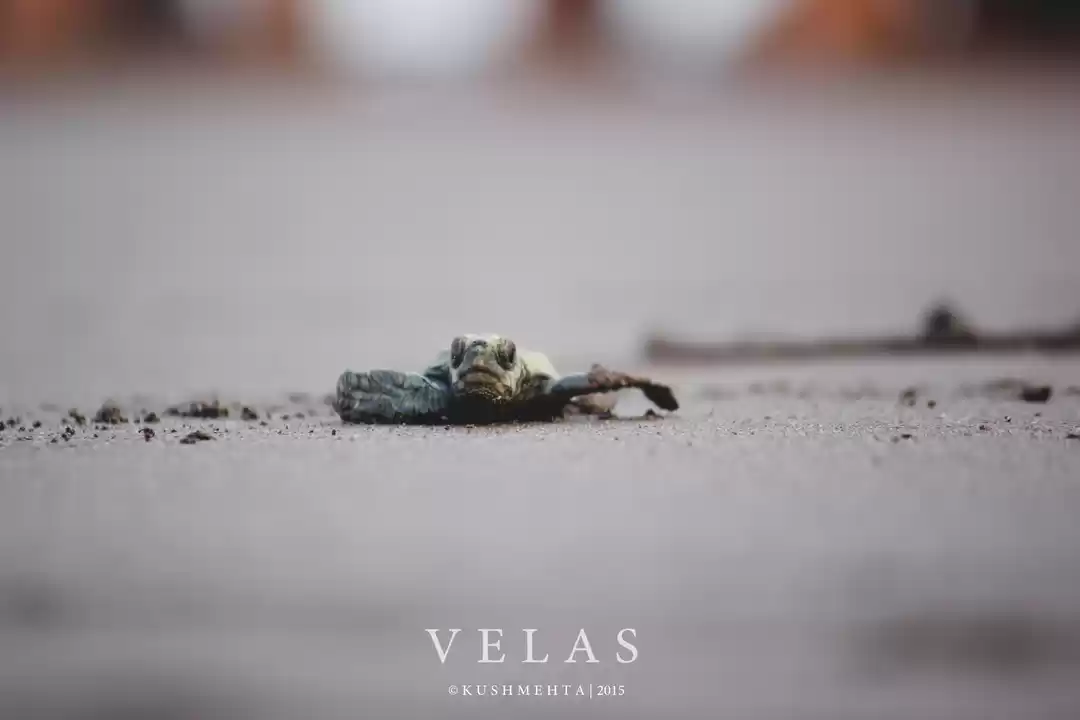 Photo of Velas - the final jo