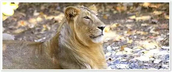 Photo of Gir National Park, I