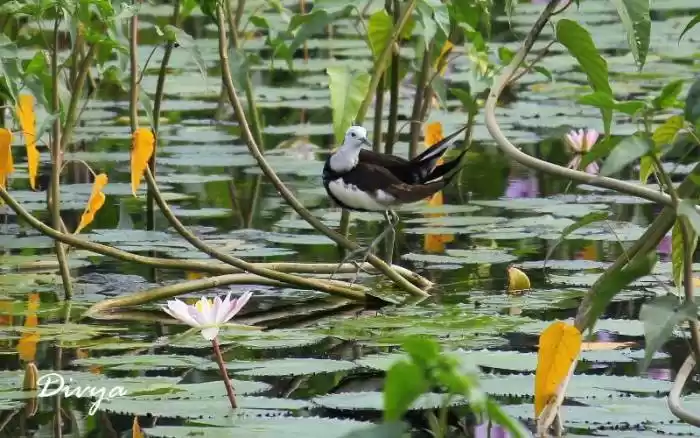 Photo of Madurai, a haven for