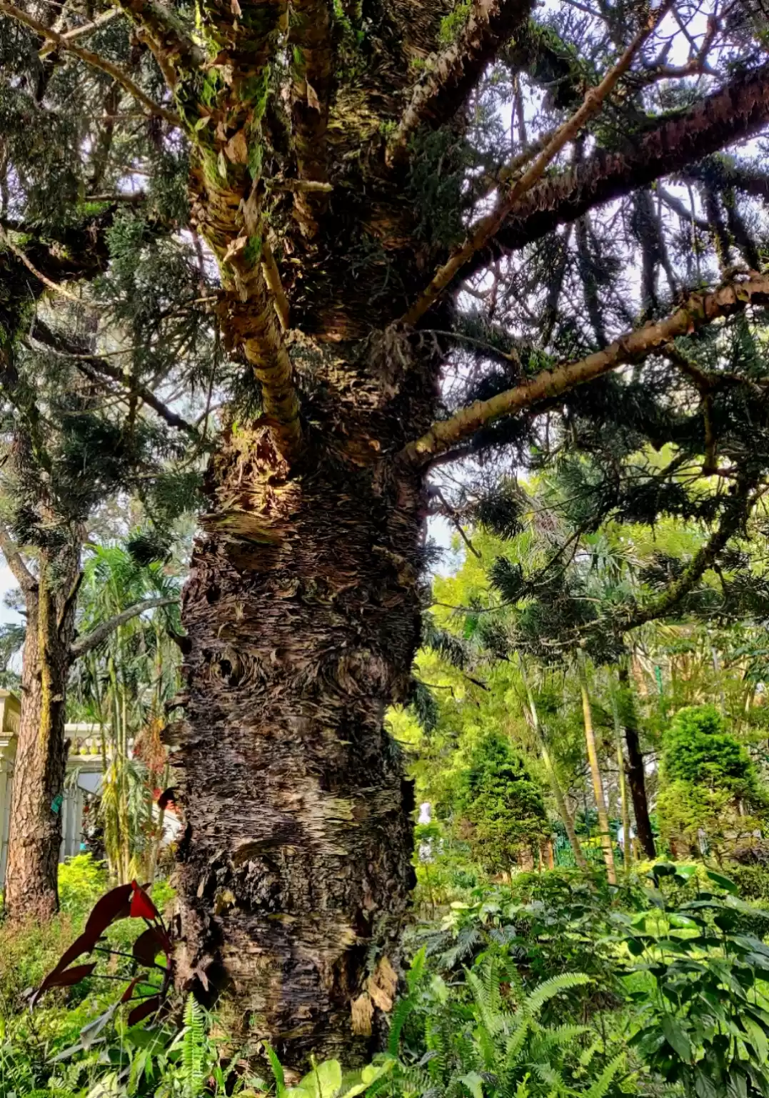 Photo of araucaria cookie