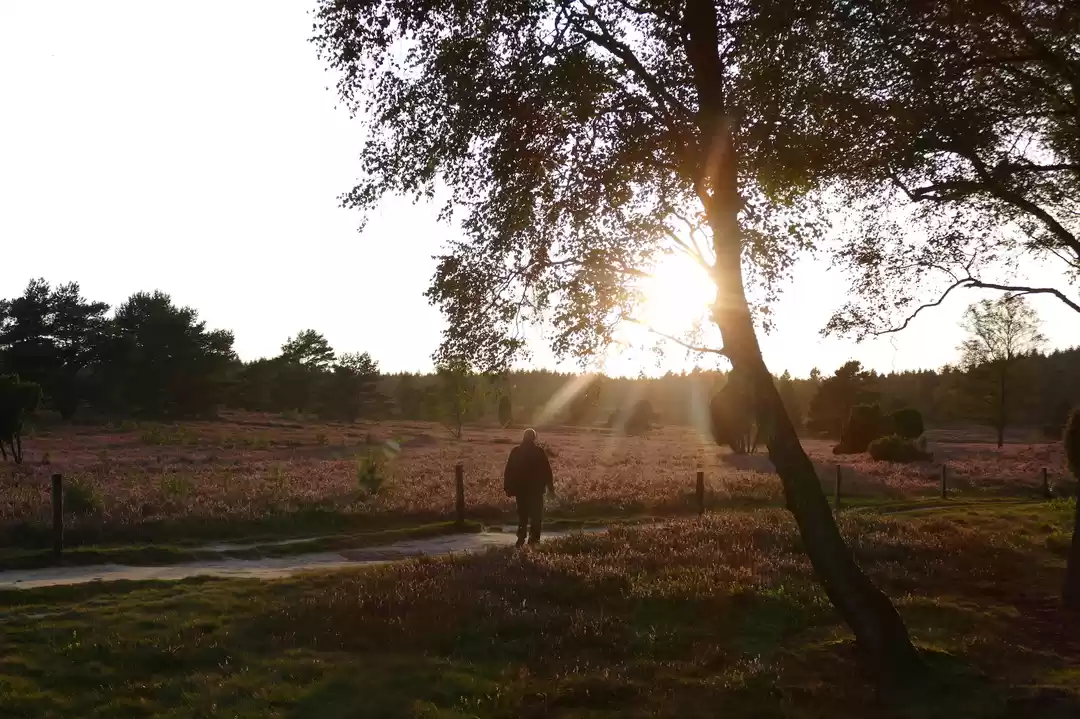Photo of Lüneburger Heide - W