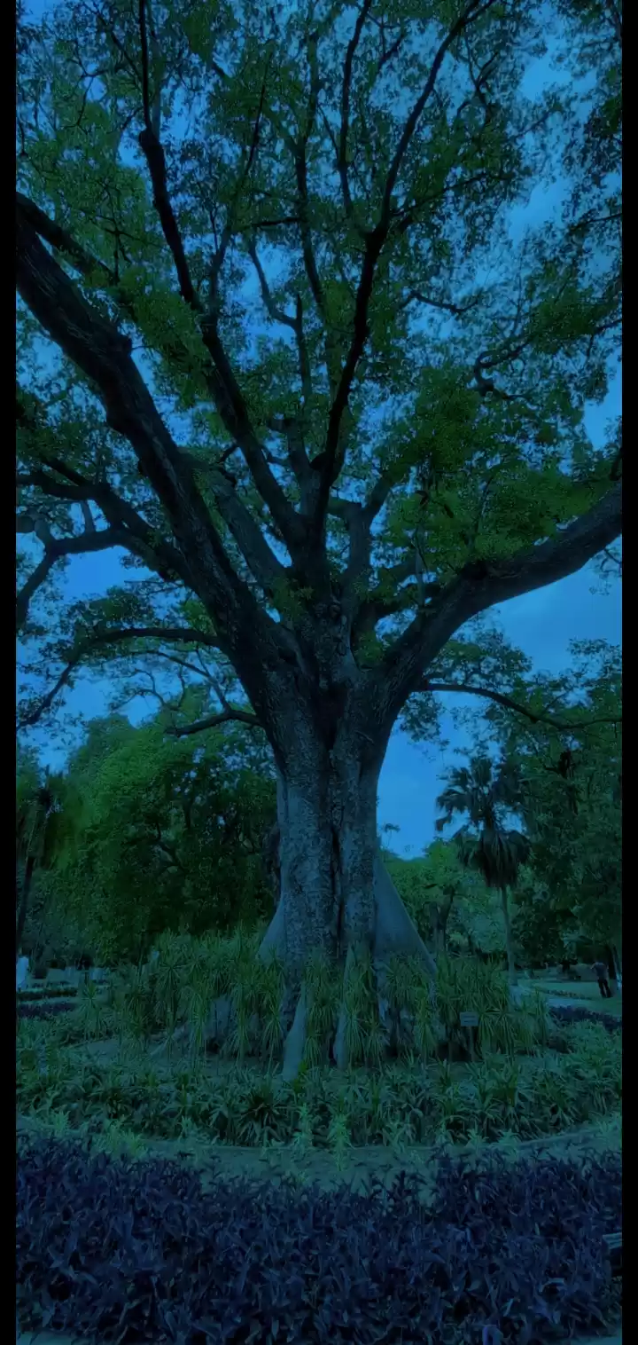 Photo of Baradari Garden of G