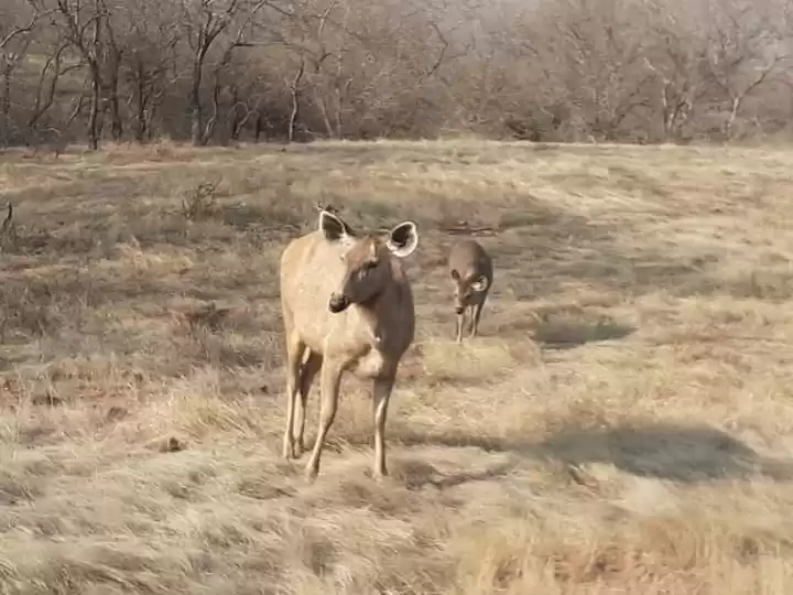 Photo of राजस्थान की वाईल्ड ल