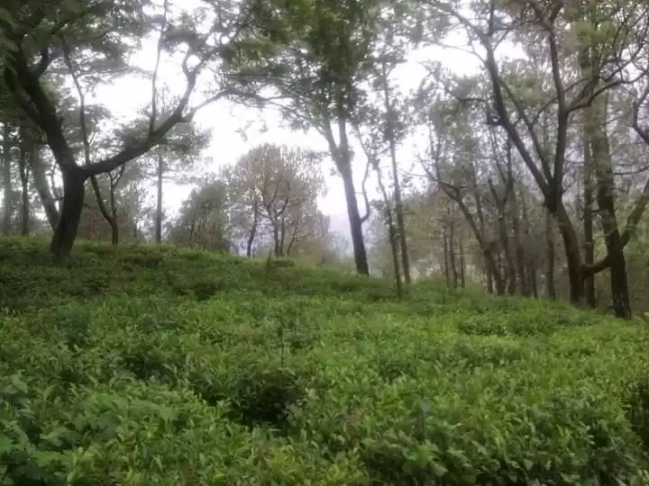 Photo of Tea Garden of Palamp