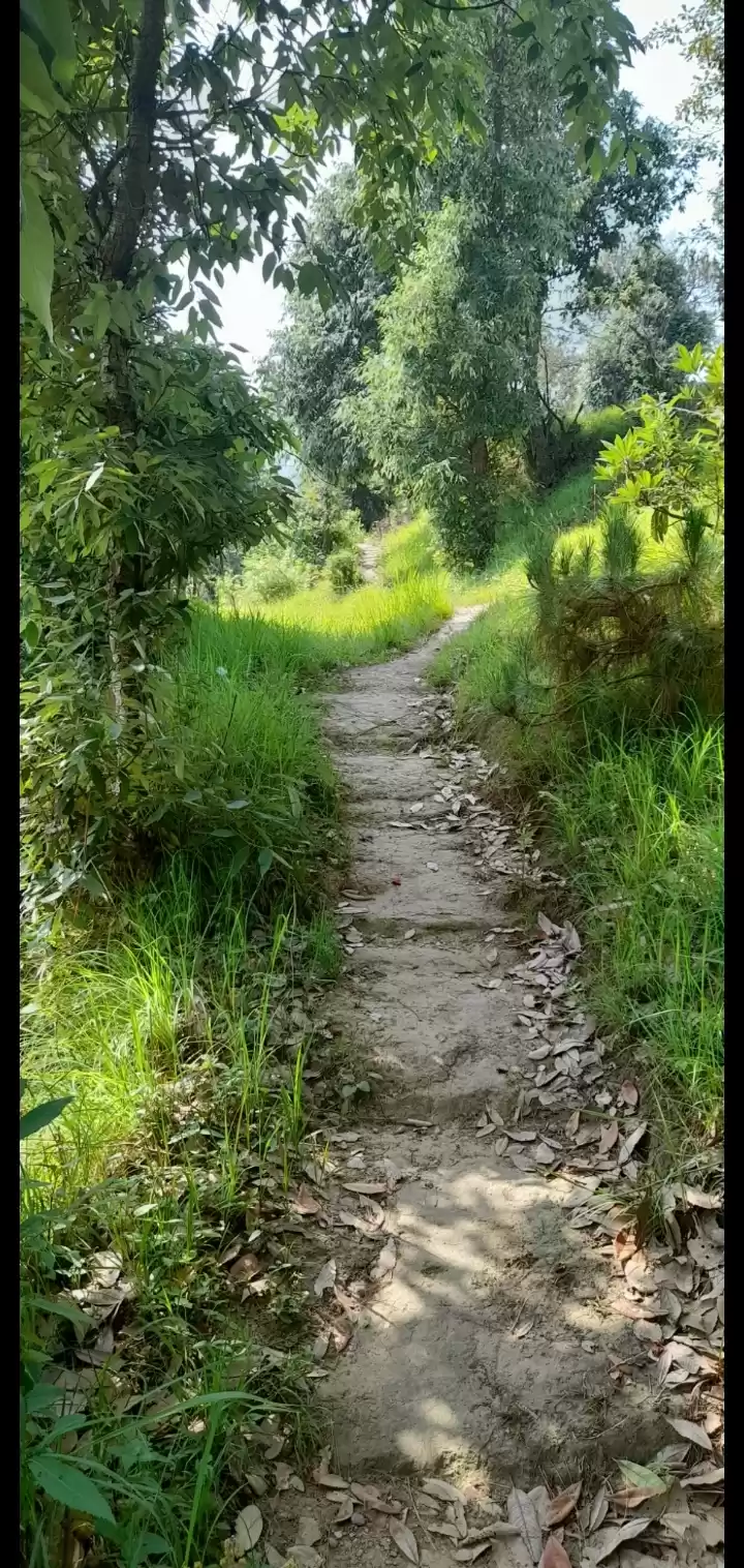 Photo of Jungle Trail in Kaus