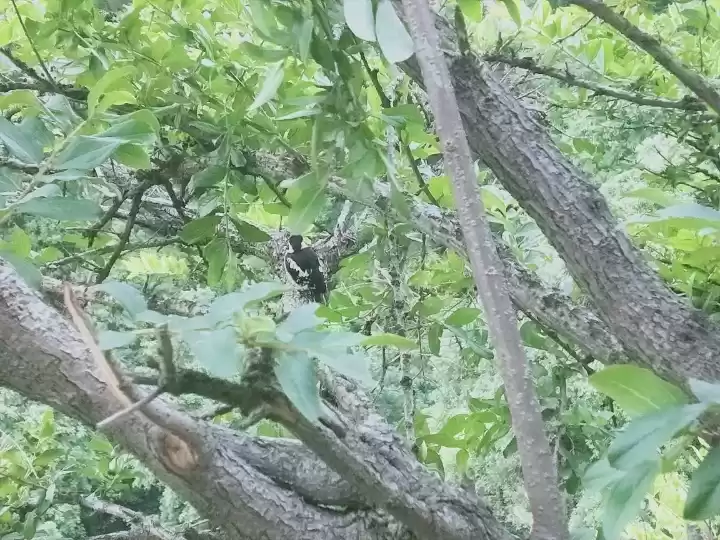 Photo of Bird Watcher's Parad