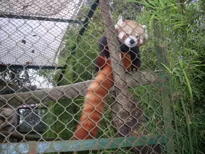 Photo of Red Panda in Darjeel
