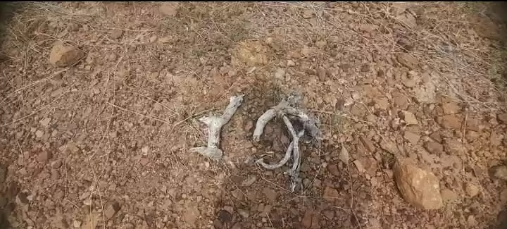 Photo of Wood Fossil As Seen