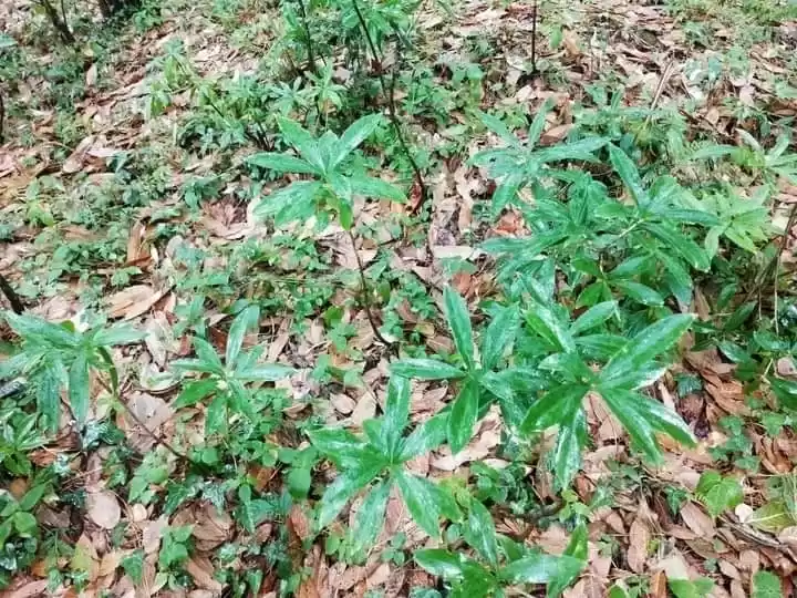 Photo of Sarpgandha Plants in