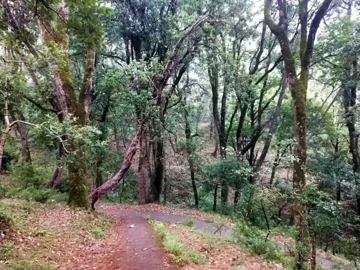 Photo of Jungle Trail in Chau