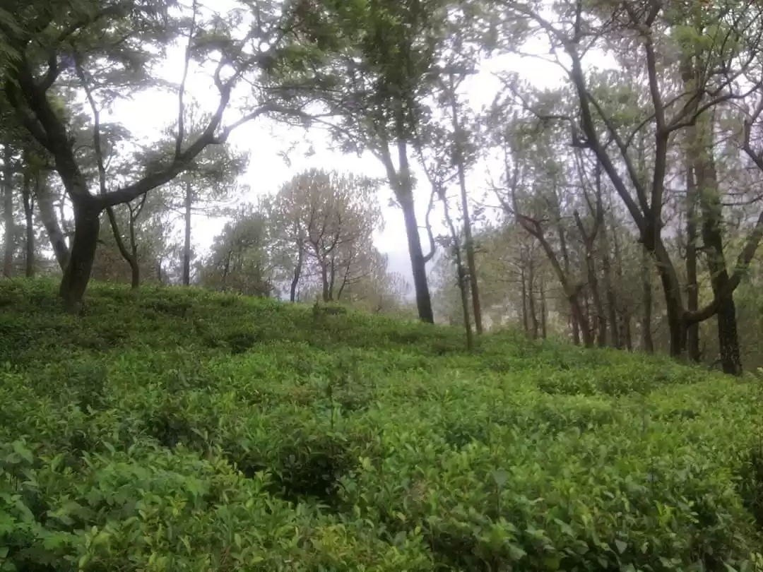 Photo of हिमाचल प्रदेश में घू