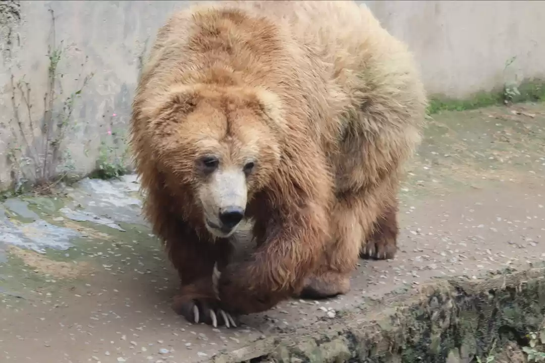 Photo of Kufri Zoo