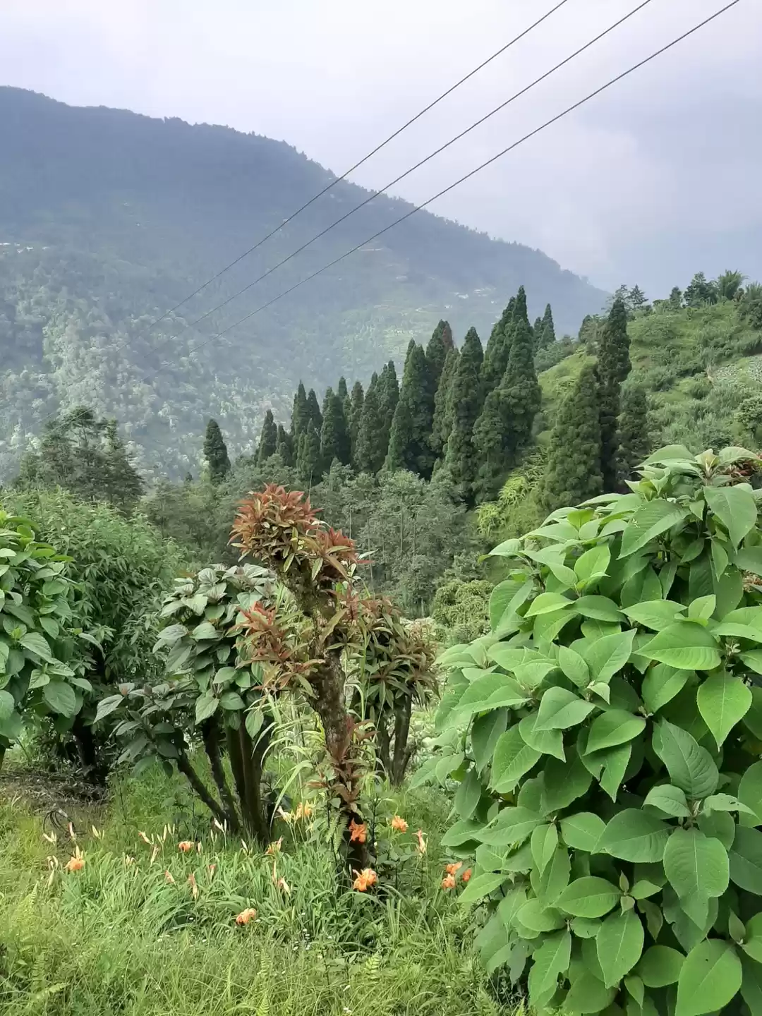 Photo of Mane Bhanjang