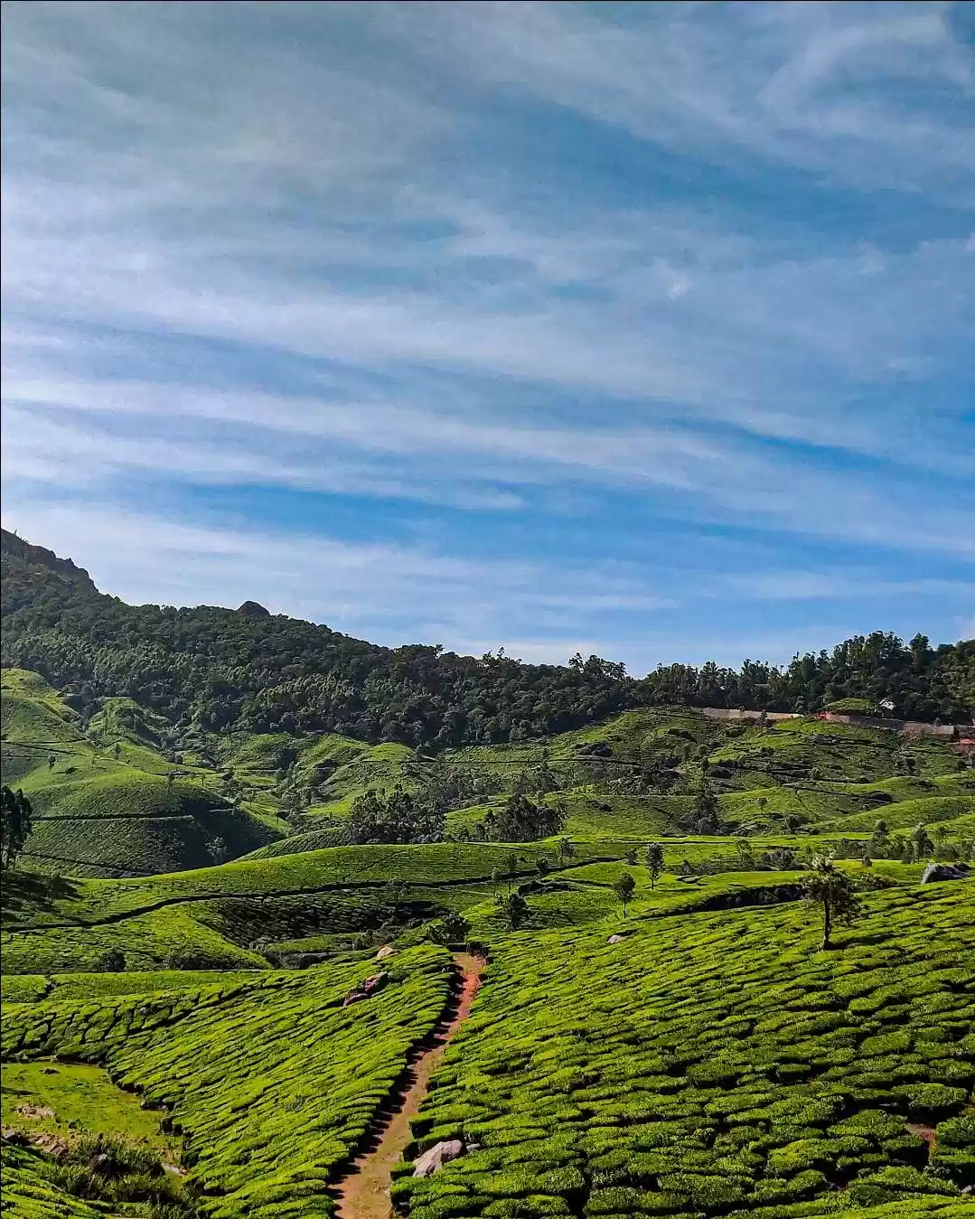 Photo of Tea plantation