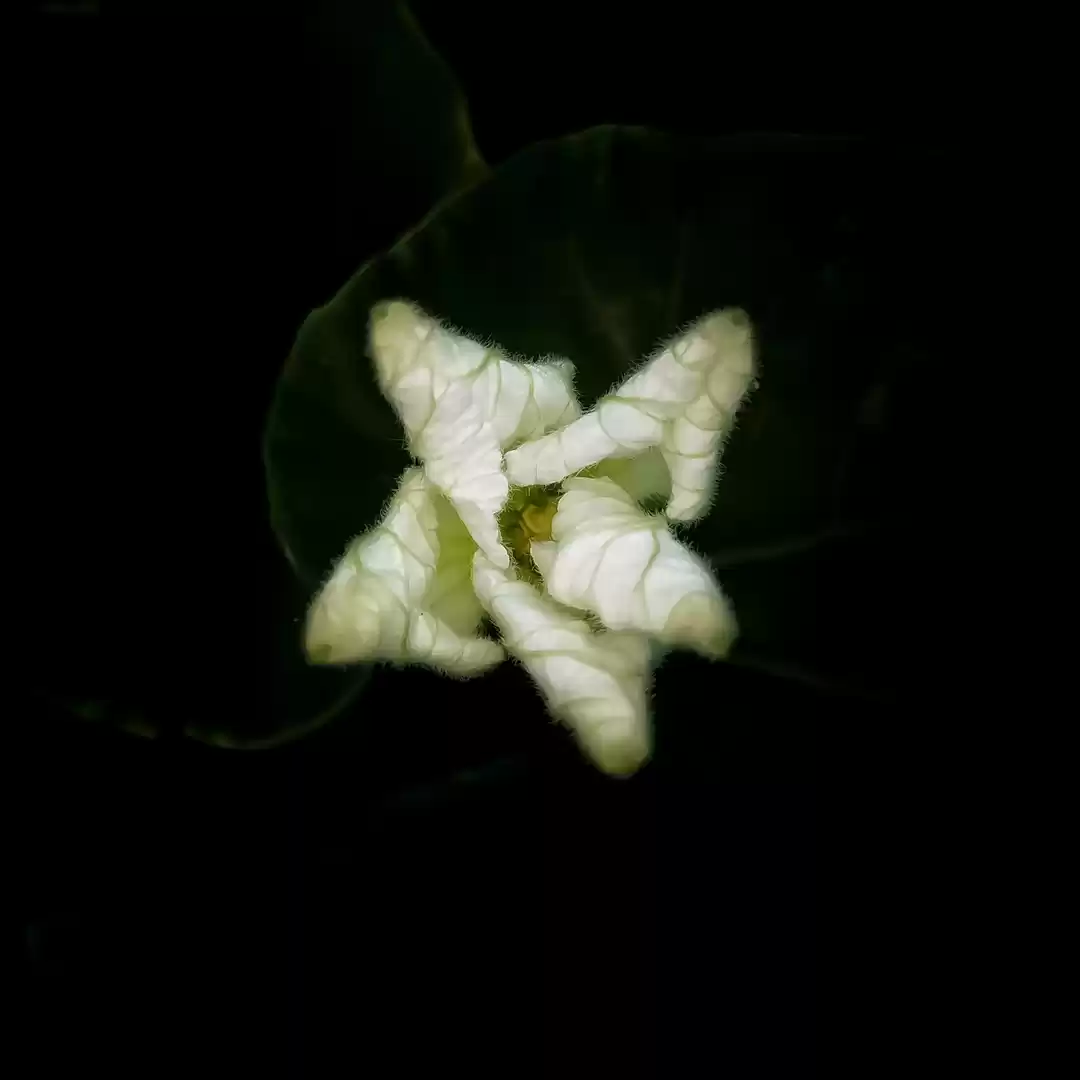 Photo of Flower of gheya