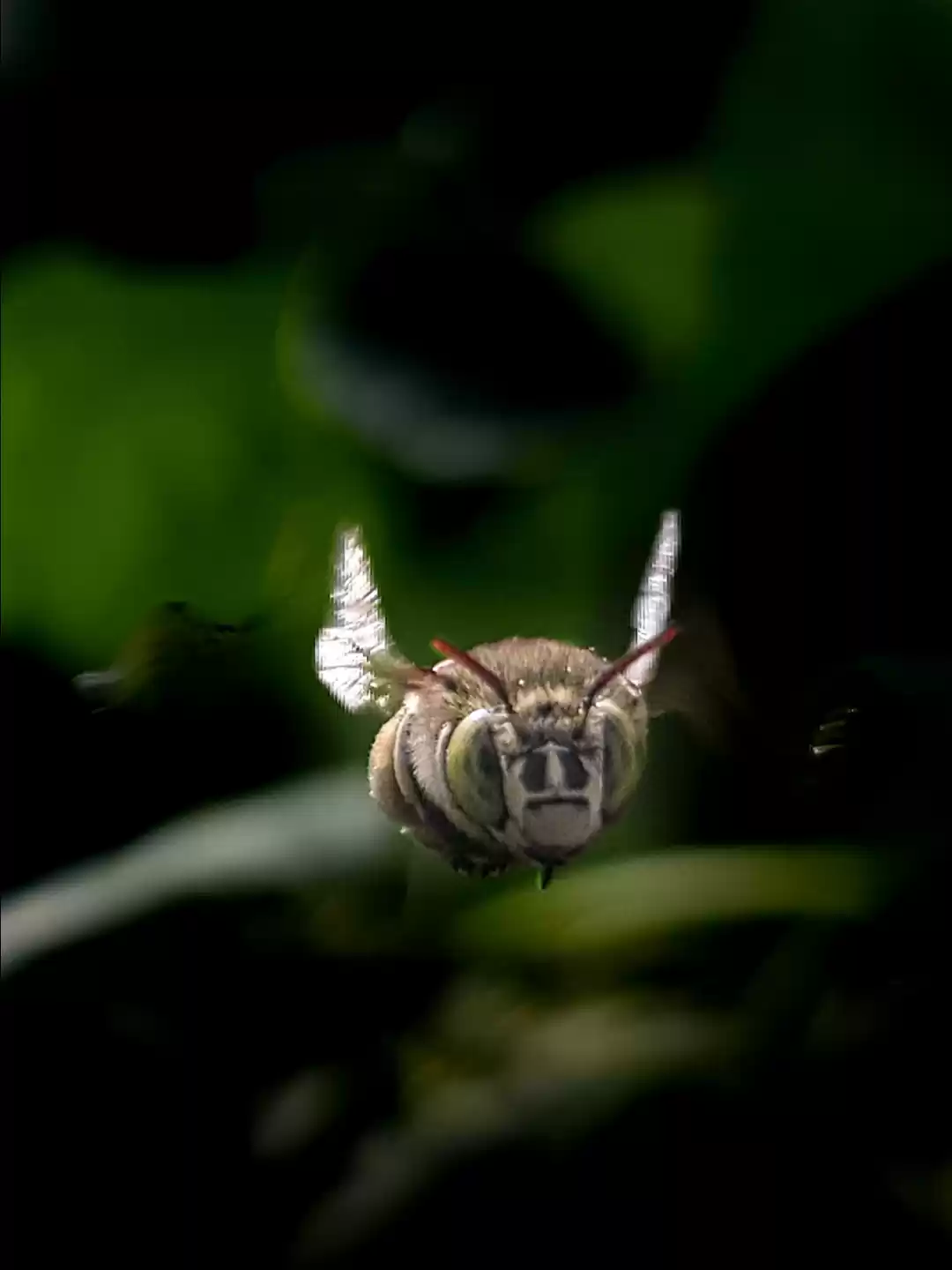 Photo of Flying bee.